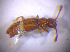  ( - BFB_Col_FK_6671)  @11 [ ] CreativeCommons - Attribution Non-Commercial Share-Alike (2015) Unspecified SNSB, Zoologische Staatssammlung Muenchen