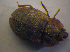  ( - BFB_Col_FK_6757)  @12 [ ] CreativeCommons - Attribution Non-Commercial Share-Alike (2015) Unspecified SNSB, Zoologische Staatssammlung Muenchen
