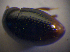  ( - BFB_Col_FK_6763)  @12 [ ] CreativeCommons - Attribution Non-Commercial Share-Alike (2015) Unspecified SNSB, Zoologische Staatssammlung Muenchen