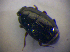  (Plegaderus vulneratus - BFB_Col_FK_6764)  @11 [ ] CreativeCommons - Attribution Non-Commercial Share-Alike (2015) Unspecified SNSB, Zoologische Staatssammlung Muenchen