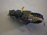  ( - BFB_Col_FK_6779)  @13 [ ] CreativeCommons - Attribution Non-Commercial Share-Alike (2015) Unspecified SNSB, Zoologische Staatssammlung Muenchen