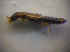  ( - BFB_Col_FK_6780)  @11 [ ] CreativeCommons - Attribution Non-Commercial Share-Alike (2015) Unspecified SNSB, Zoologische Staatssammlung Muenchen