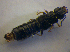  ( - BFB_Col_FK_6789)  @11 [ ] CreativeCommons - Attribution Non-Commercial Share-Alike (2015) Unspecified SNSB, Zoologische Staatssammlung Muenchen
