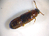  ( - BFB_Col_FK_7537)  @11 [ ] CreativeCommons - Attribution Non-Commercial Share-Alike (2015) Unspecified SNSB, Zoologische Staatssammlung Muenchen