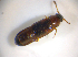  ( - BFB_Col_FK_7537)  @11 [ ] CreativeCommons - Attribution Non-Commercial Share-Alike (2015) Unspecified SNSB, Zoologische Staatssammlung Muenchen