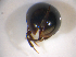  ( - BFB_Col_FK_7575)  @13 [ ] CreativeCommons - Attribution Non-Commercial Share-Alike (2015) Unspecified SNSB, Zoologische Staatssammlung Muenchen