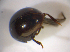 ( - BFB_Col_FK_7576)  @12 [ ] CreativeCommons - Attribution Non-Commercial Share-Alike (2015) Unspecified SNSB, Zoologische Staatssammlung Muenchen