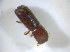  ( - BFB_Col_FK_7701)  @11 [ ] CreativeCommons - Attribution Non-Commercial Share-Alike (2015) Unspecified SNSB, Zoologische Staatssammlung Muenchen