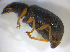  ( - BFB_Col_FK_7720)  @11 [ ] CreativeCommons - Attribution Non-Commercial Share-Alike (2015) Unspecified SNSB, Zoologische Staatssammlung Muenchen