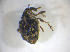  ( - BFB_Col_FK_7721)  @11 [ ] CreativeCommons - Attribution Non-Commercial Share-Alike (2015) Unspecified SNSB, Zoologische Staatssammlung Muenchen