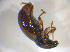  ( - BFB_Col_FK_7735)  @11 [ ] CreativeCommons - Attribution Non-Commercial Share-Alike (2015) Unspecified SNSB, Zoologische Staatssammlung Muenchen