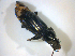  ( - BFB_Col_FK_7741)  @11 [ ] CreativeCommons - Attribution Non-Commercial Share-Alike (2015) Unspecified SNSB, Zoologische Staatssammlung Muenchen