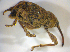  ( - BFB_Col_FK_7745)  @13 [ ] CreativeCommons - Attribution Non-Commercial Share-Alike (2015) Unspecified SNSB, Zoologische Staatssammlung Muenchen