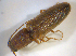  ( - BFB_Col_FK_7746)  @12 [ ] CreativeCommons - Attribution Non-Commercial Share-Alike (2015) Unspecified SNSB, Zoologische Staatssammlung Muenchen