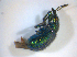  (Lasiorhynchites sericeus - BFB_Col_FK_7747)  @11 [ ] CreativeCommons - Attribution Non-Commercial Share-Alike (2015) Unspecified SNSB, Zoologische Staatssammlung Muenchen