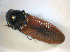  ( - BFB_Col_FK_7752)  @12 [ ] CreativeCommons - Attribution Non-Commercial Share-Alike (2015) Unspecified SNSB, Zoologische Staatssammlung Muenchen