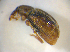  ( - BFB_Col_FK_7757)  @12 [ ] CreativeCommons - Attribution Non-Commercial Share-Alike (2015) Unspecified SNSB, Zoologische Staatssammlung Muenchen