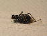  ( - BCZSM_COLA_01655)  @13 [ ] CreativeCommons - Attribution Non-Commercial Share-Alike (2015) Unspecified SNSB, Zoologische Staatssammlung Muenchen