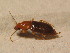  ( - BCZSM_COLA_01666)  @12 [ ] CreativeCommons - Attribution Non-Commercial Share-Alike (2015) Unspecified SNSB, Zoologische Staatssammlung Muenchen