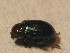  ( - BCZSM_COLA_01679)  @13 [ ] CreativeCommons - Attribution Non-Commercial Share-Alike (2015) Unspecified SNSB, Zoologische Staatssammlung Muenchen