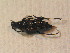  ( - BCZSM_COLA_01716)  @12 [ ] CreativeCommons - Attribution Non-Commercial Share-Alike (2015) Unspecified SNSB, Zoologische Staatssammlung Muenchen