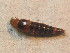  ( - BCZSM_COLA_01733)  @12 [ ] CreativeCommons - Attribution Non-Commercial Share-Alike (2015) Unspecified SNSB, Zoologische Staatssammlung Muenchen