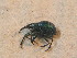  ( - BCZSM_COLA_01743)  @11 [ ] CreativeCommons - Attribution Non-Commercial Share-Alike (2015) Unspecified SNSB, Zoologische Staatssammlung Muenchen