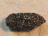  ( - BCZSM_COLA_01756)  @13 [ ] CreativeCommons - Attribution Non-Commercial Share-Alike (2015) Unspecified SNSB, Zoologische Staatssammlung Muenchen
