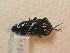  ( - BCZSM_COLA_01787)  @13 [ ] CreativeCommons - Attribution Non-Commercial Share-Alike (2015) Unspecified SNSB, Zoologische Staatssammlung Muenchen