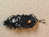  ( - BCZSM_COLA_01788)  @13 [ ] CreativeCommons - Attribution Non-Commercial Share-Alike (2015) Unspecified SNSB, Zoologische Staatssammlung Muenchen