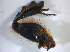  ( - BFB_Col_FK_8179)  @12 [ ] CreativeCommons - Attribution Non-Commercial Share-Alike (2015) Unspecified SNSB, Zoologische Staatssammlung Muenchen
