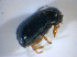 ( - BFB_Col_FK_8189)  @13 [ ] CreativeCommons - Attribution Non-Commercial Share-Alike (2015) Unspecified SNSB, Zoologische Staatssammlung Muenchen