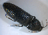  ( - BFB_Col_FK_8190)  @11 [ ] CreativeCommons - Attribution Non-Commercial Share-Alike (2015) Unspecified SNSB, Zoologische Staatssammlung Muenchen