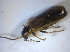  ( - BFB_Col_FK_8192)  @12 [ ] CreativeCommons - Attribution Non-Commercial Share-Alike (2015) Unspecified SNSB, Zoologische Staatssammlung Muenchen