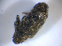  ( - BFB_Col_FK_8202)  @12 [ ] CreativeCommons - Attribution Non-Commercial Share-Alike (2015) Unspecified SNSB, Zoologische Staatssammlung Muenchen
