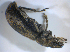  ( - BFB_Col_FK_8218)  @13 [ ] CreativeCommons - Attribution Non-Commercial Share-Alike (2015) Unspecified SNSB, Zoologische Staatssammlung Muenchen