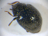  ( - BFB_Col_FK_8248)  @11 [ ] CreativeCommons - Attribution Non-Commercial Share-Alike (2015) Unspecified SNSB, Zoologische Staatssammlung Muenchen