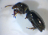  ( - BFB_Col_FK_8252)  @12 [ ] CreativeCommons - Attribution Non-Commercial Share-Alike (2015) Unspecified SNSB, Zoologische Staatssammlung Muenchen