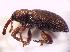  (Dorytomus rufatus - BFB_Col_FK_8489)  @13 [ ] CreativeCommons - Attribution Non-Commercial Share-Alike (2015) Unspecified SNSB, Zoologische Staatssammlung Muenchen