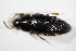  ( - BFB_Col_FK_7459)  @12 [ ] CreativeCommons - Attribution Non-Commercial Share-Alike (2015) Unspecified SNSB, Zoologische Staatssammlung Muenchen