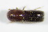  ( - BFB_Col_FK_7468)  @12 [ ] CreativeCommons - Attribution Non-Commercial Share-Alike (2015) Unspecified SNSB, Zoologische Staatssammlung Muenchen