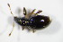  ( - BFB_Col_FK_7470)  @11 [ ] CreativeCommons - Attribution Non-Commercial Share-Alike (2015) Unspecified SNSB, Zoologische Staatssammlung Muenchen