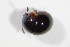  ( - BFB_Col_FK_7472)  @11 [ ] CreativeCommons - Attribution Non-Commercial Share-Alike (2015) Unspecified SNSB, Zoologische Staatssammlung Muenchen