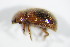  ( - BFB_Col_FK_7475)  @11 [ ] CreativeCommons - Attribution Non-Commercial Share-Alike (2015) Unspecified SNSB, Zoologische Staatssammlung Muenchen