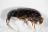  ( - BFB_Col_FK_7476)  @11 [ ] CreativeCommons - Attribution Non-Commercial Share-Alike (2015) Unspecified SNSB, Zoologische Staatssammlung Muenchen