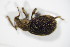  ( - BFB_Col_FK_7486)  @11 [ ] CreativeCommons - Attribution Non-Commercial Share-Alike (2015) Unspecified SNSB, Zoologische Staatssammlung Muenchen