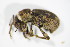  ( - BFB_Col_FK_7487)  @11 [ ] CreativeCommons - Attribution Non-Commercial Share-Alike (2015) Unspecified SNSB, Zoologische Staatssammlung Muenchen