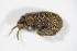  ( - BFB_Col_FK_7488)  @11 [ ] CreativeCommons - Attribution Non-Commercial Share-Alike (2015) Unspecified SNSB, Zoologische Staatssammlung Muenchen