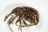  ( - BFB_Col_FK_7493)  @11 [ ] CreativeCommons - Attribution Non-Commercial Share-Alike (2015) Unspecified SNSB, Zoologische Staatssammlung Muenchen