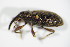  ( - BFB_Col_FK_7495)  @11 [ ] CreativeCommons - Attribution Non-Commercial Share-Alike (2015) Unspecified SNSB, Zoologische Staatssammlung Muenchen